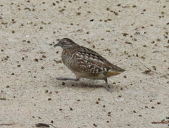 Turnix nigricollis