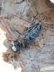 Chalcophora detrita