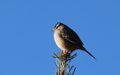 White-crowned Sparrow photographed in Arizona