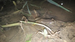 Occidozyga lima