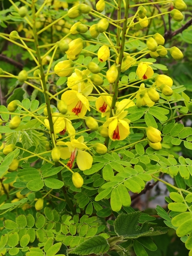 Mysore Thorn