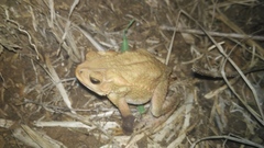 Ingerophrynus biporcatus
