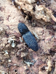Lacon punctatus