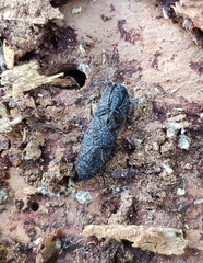 Lacon punctatus