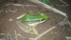 Hylarana erythraea