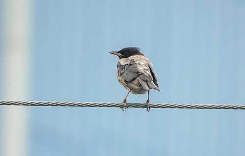 Rosy Starling