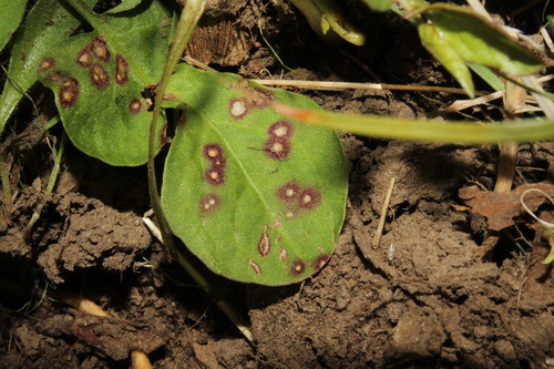 Ramularia pratensis