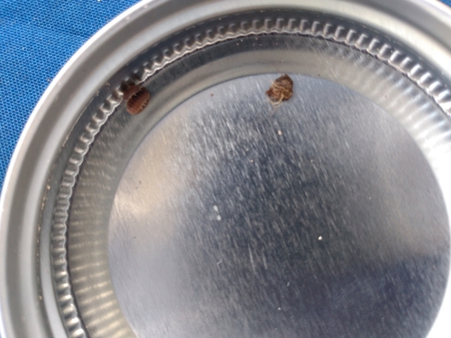 Little Sea Pill Woodlouse photo 4