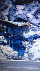 Spharagemon marmorata