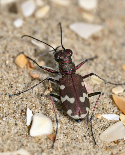 Northern Dune Tiger Beetle photo 6