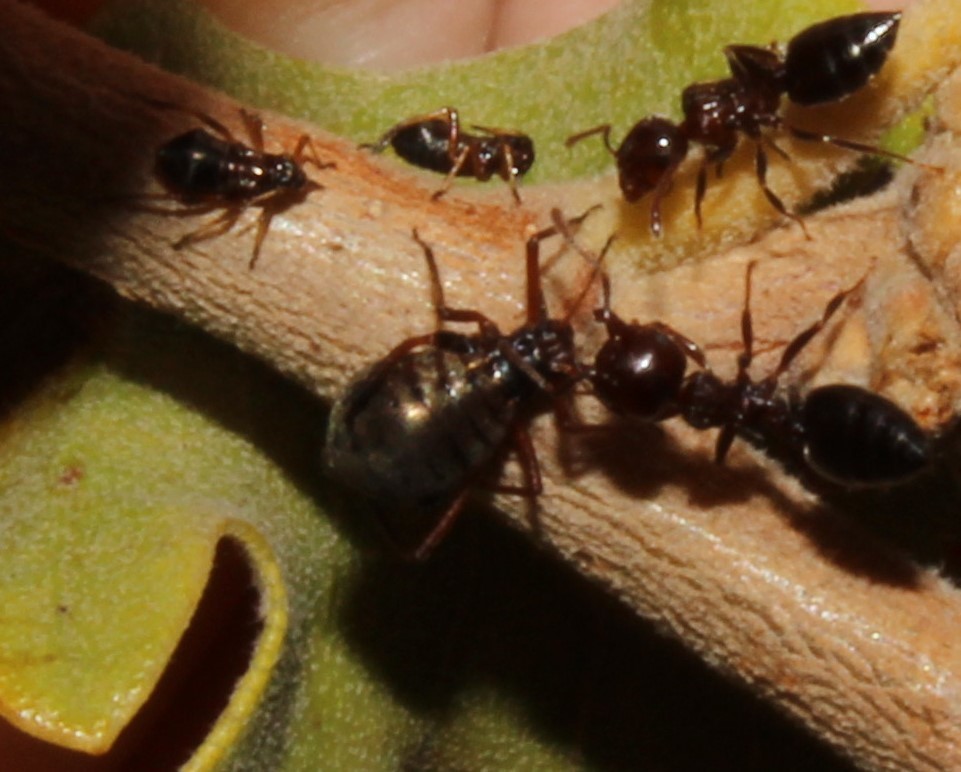 Lachnus iliciphilus