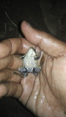 Occidozyga lima