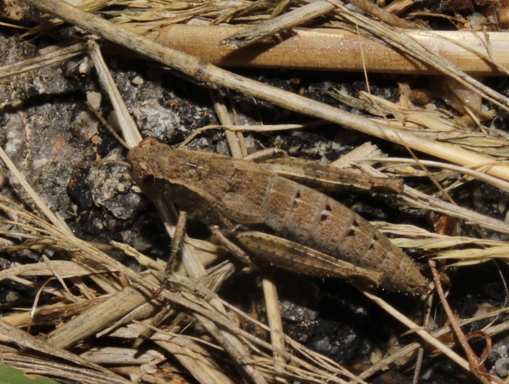 Anatolian Maquis Grasshopper