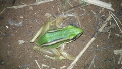 Hylarana erythraea