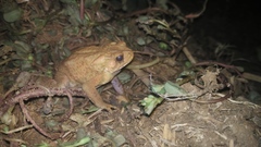 Ingerophrynus biporcatus