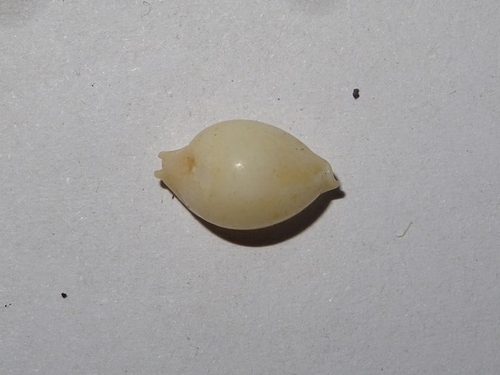 Cypraea bistrinotata observed 2025-08-18