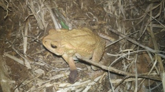 Ingerophrynus biporcatus
