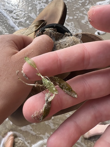 Halophila decipiens observed 2025-08-19