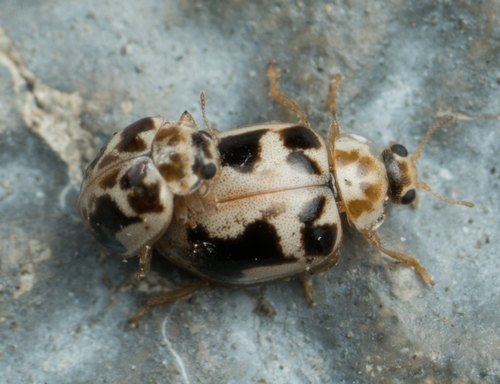 Kidney-spotted Fairy Lady Beetle photo 3