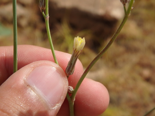 Launaea intybacea image