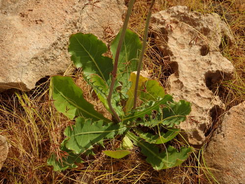 Image of Launaea intybacea by (c) Duarte Frade, some rights reserved (CC BY)