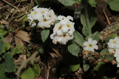 Heliotropium suaveolens