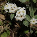 Heliotropium suaveolens - Photo (c) Σάββας Ζαφειρίου (Savvas Zafeiriou), algunos derechos reservados (CC BY-NC), subido por Σάββας Ζαφειρίου (Savvas Zafeiriou)