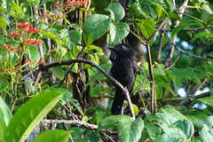 Thamnophilus bridgesi