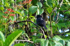 Thamnophilus bridgesi