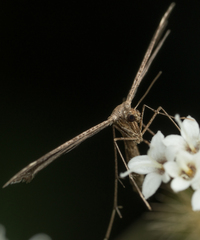 Stenoptilodes antirrhina