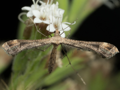 Stenoptilodes antirrhina