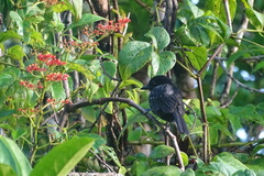 Thamnophilus bridgesi