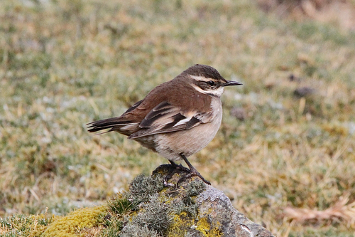 Cream-winged Cinclodes (Cinclodes albiventris), photo 2