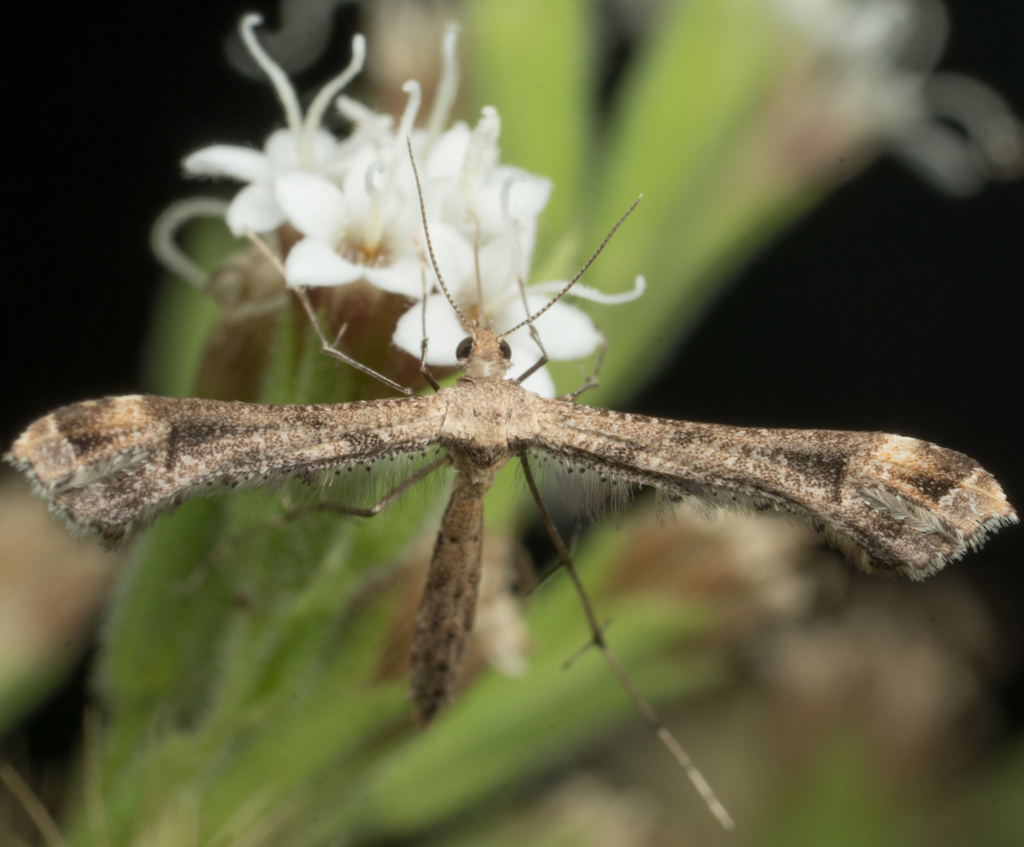 Snapdragon Plume Moth