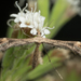 Snapdragon Plume Moth - Photo no rights reserved, uploaded by Jesse Rorabaugh