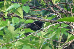 Thamnophilus bridgesi