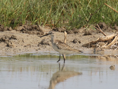 Calidris ferruginea