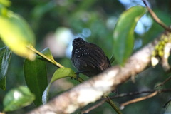 Thamnophilus bridgesi