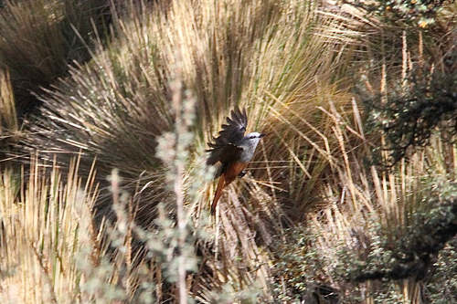 Red-rumped Bush Tyrant (Cnemarchus erythropygius), photo 10