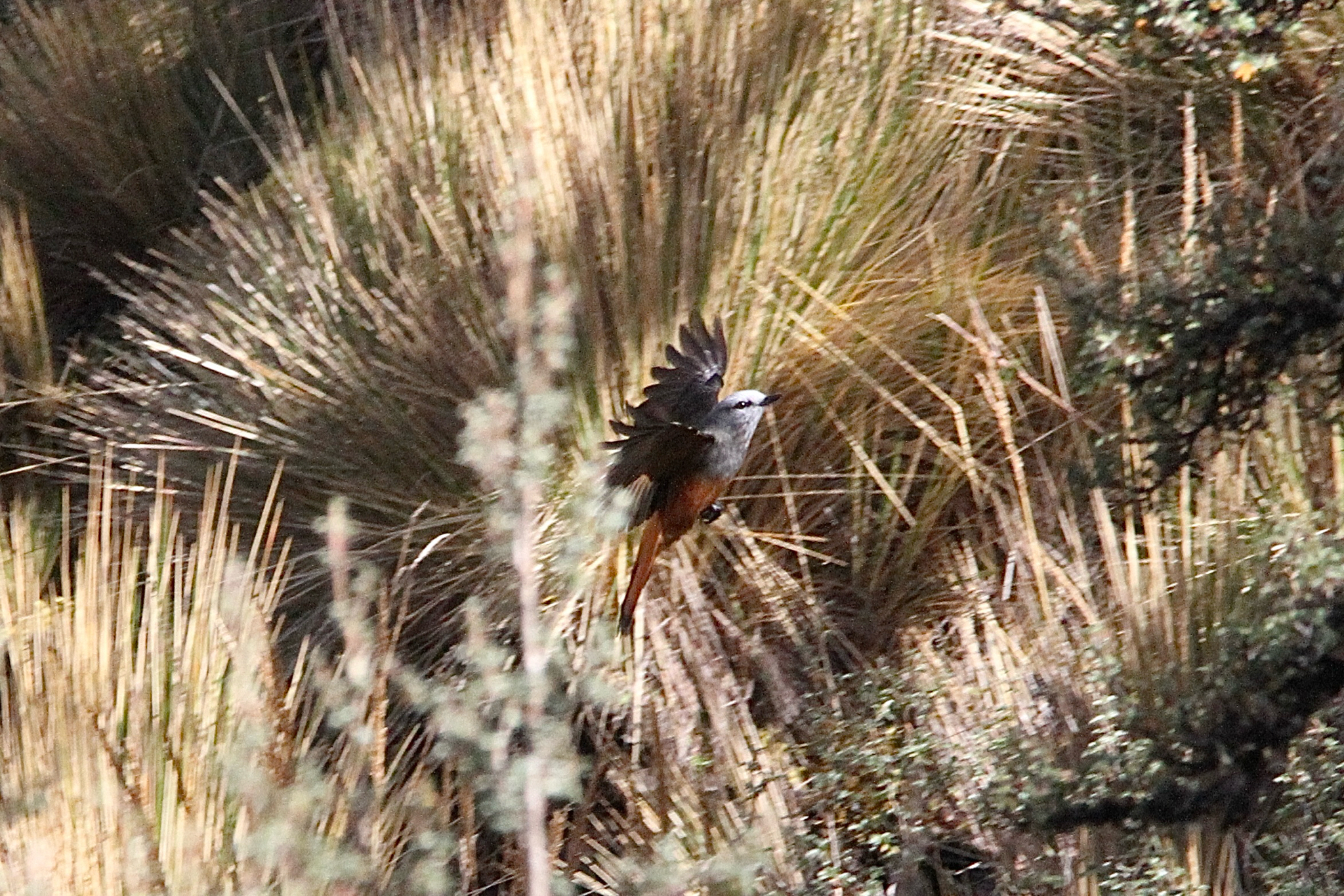 Red-rumped Bush Tyrant (Cnemarchus erythropygius), photo 6