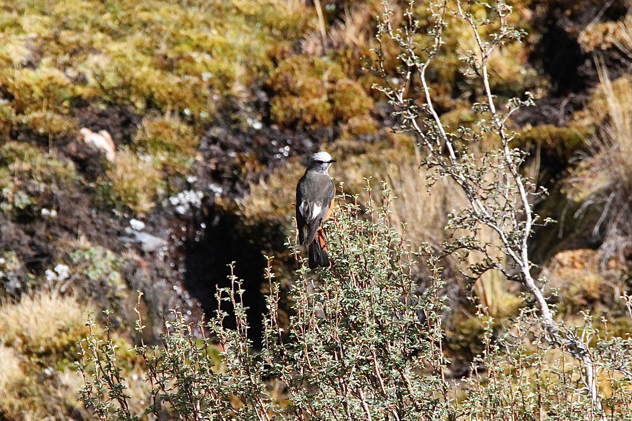 Red-rumped Bush Tyrant (Cnemarchus erythropygius), photo 5