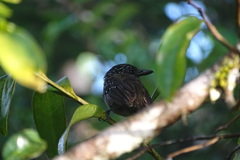 Thamnophilus bridgesi