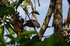 Thamnophilus bridgesi