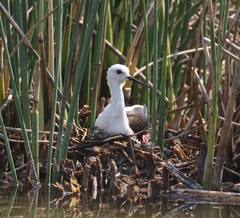 Himantopus himantopus
