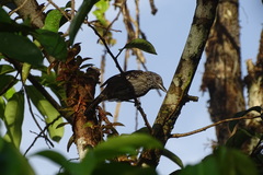 Thamnophilus bridgesi