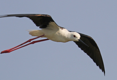 Himantopus himantopus