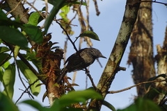 Thamnophilus bridgesi