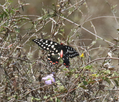 Pharmacophagus antenor