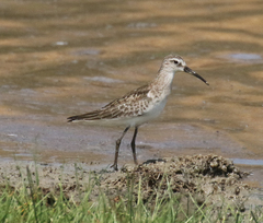 Calidris ferruginea