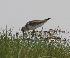 Calidris ferruginea